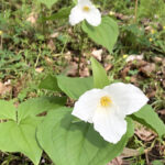 Spring surprises await along wooded trail large flowered white trillium