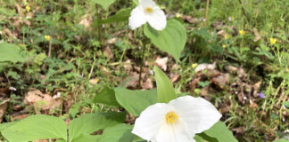 large flowered white trillium