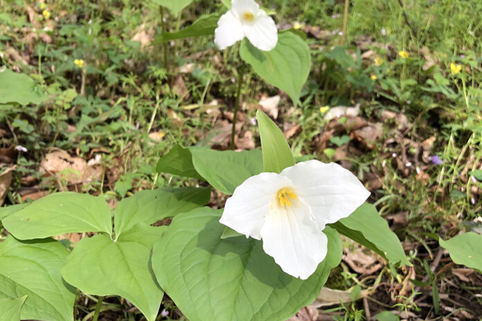 large flowered white trillium large flowered white trillium