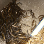 Lake trout fingerlings