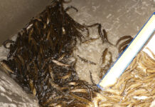 Division of wildlife stocked more than 52 million fish Lake trout fingerlings