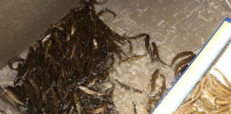 Senecaville Hatchery closed to visitors Lake trout fingerlings