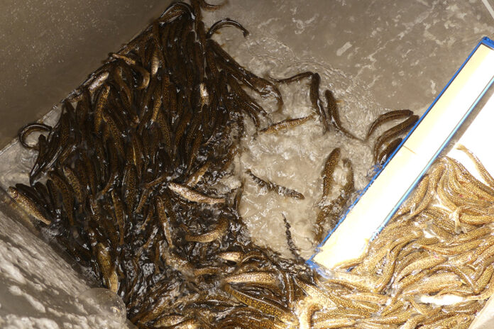 Lake trout fingerlings Lake trout fingerlings