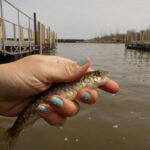 Restoring Lake Erie’s once-prolific lake trout lake trout