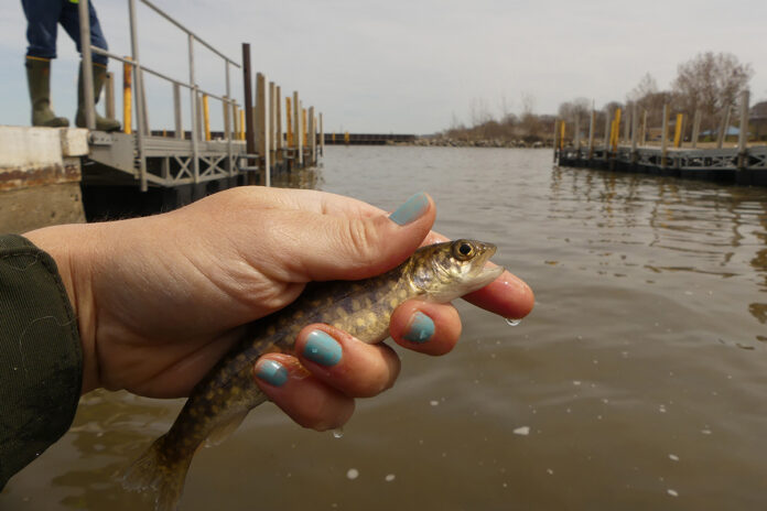 lake trout lake trout