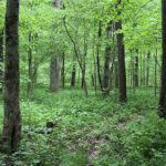 Roam amongst ancient creatures close to home Hellbender Bluff Park