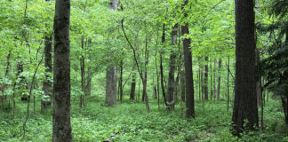 Roam amongst ancient creatures close to home Hellbender Bluff Park
