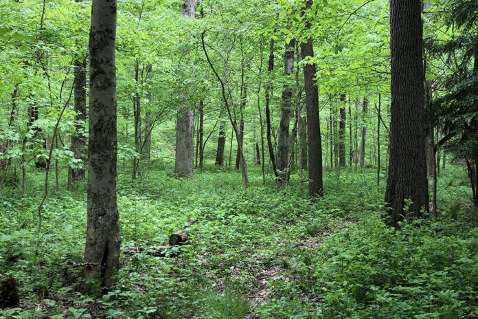 Hellbender Bluff Park Hellbender Bluff Park