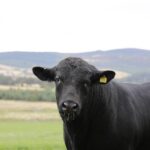 angus bull