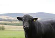 OCA plans annual meeting and awards banquet for Jan. 13 angus bull