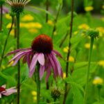How to plant wildflowers in Ohio coneflower
