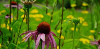 How to plant wildflowers in Ohio coneflower