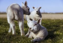 Living life with litters of lambs lambs