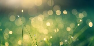 Spring has finally sprung for May Day meadow