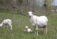 Online course to cover sheep management and production Melwood Farm