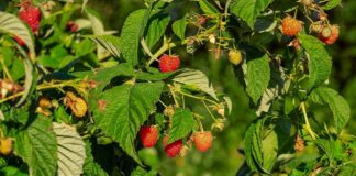 raspberry bush