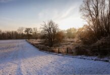 Understanding the dynamics between snow and nitrogen snow