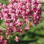 How to choose milkweed for your garden, landscape swamp milkweed