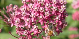 swamp milkweed