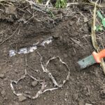 How to test your soil health with a pair of cotton underwear