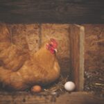 How to optimize egg production in a backyard chicken flock hen