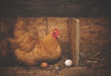 The priceless value of a fresh egg hen