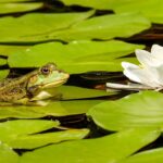 How to plant a wildlife buffer around a pond frog on lilies