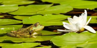 How to plant a wildlife buffer around a pond frog on lilies