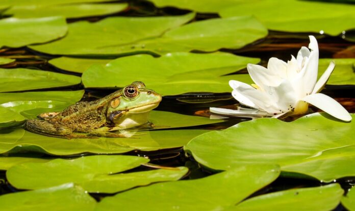 frog on lilies