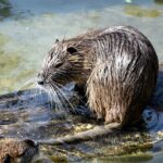 muskrat