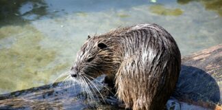 Nuisance or not, muskrat population declining muskrat