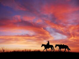 A story waiting to be told: Part 1 sunset, cowboy