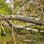 June storm brings lots of work tree-trunks