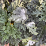 powdery mildew on zucchini