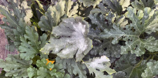 How to protect vining vegetables from powdery mildew powdery mildew on zucchini