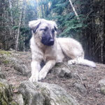 livestock guardian dog