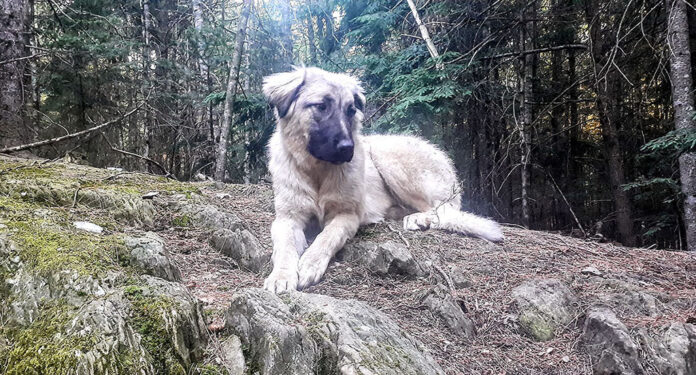 20220707_192440(2) livestock guardian dog