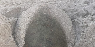 Loggerhead sea turtles face many challenges loggerhead sea turtle