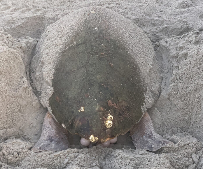 loggerhead sea turtle loggerhead sea turtle