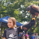 Sedosa the Harris's hawk
