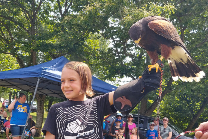 Sedosa the Harris's hawk