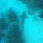 Trip to Florida highlights delicate ecosystem shark