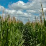 Corn silage and foliar fungicide application corn