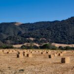The hayin’ crew hay