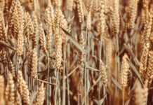 Ag Outlook Forum blows up the market wheat