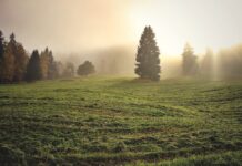 Using warm-season grasses to get through the summer slump pasture