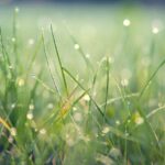 Natural lawns are healthier, more sustainable grass