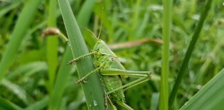 grasshopper