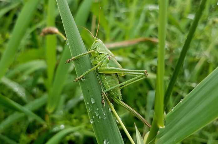 grasshopper