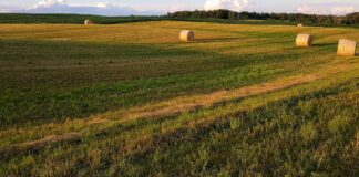 hay bales